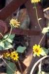 Sunflowers Cont.