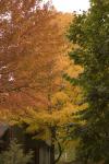 Fall Color