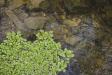 Water Plants