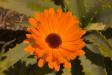 Gerbera