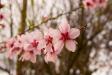 Prunus Blossoms