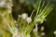Mites