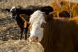 Cow