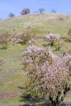 Almond Blossoms 2007