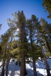 Other Trees