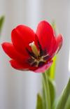 inbloom
