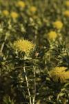 Safflower in Bloom