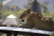 Lions