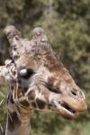 Long Neck