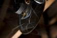 Spider Web
