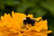 Bee!