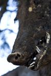Boar