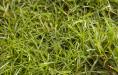 Soft Grass