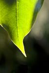 Leaf in Sun