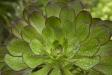 Aeonium