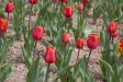 Michigan Tulips