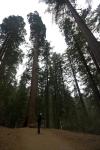 Heather vs. Trees
