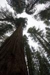 Redwoods